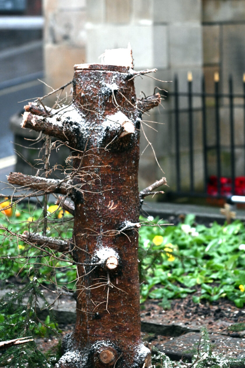 Bewdley Xmas Tree Removal